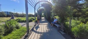 Perennial border and steel trellis in Minneapolis Sculpture Garden, Minneapolis, Minnesota, Midwest, USA. Alene Grossman Memorial Arbor and Flower Garden, designed by Michael Van Valkenburgh Associates, Inc.